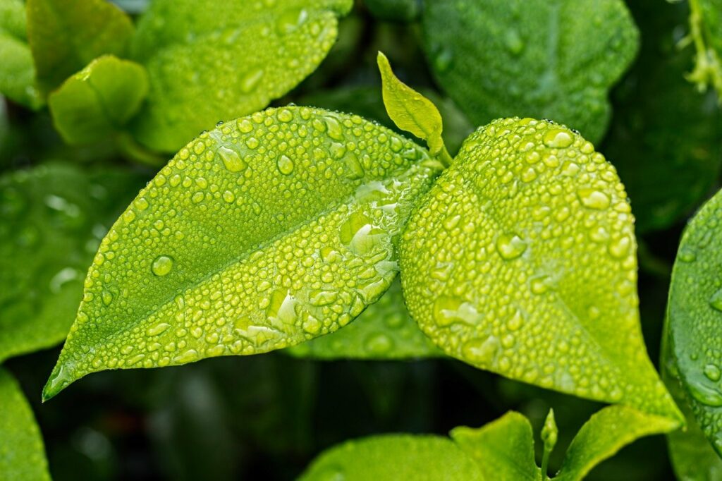 Blatt Wassertropfen Garten - Lohnt sich ein Gartenwasserzähler