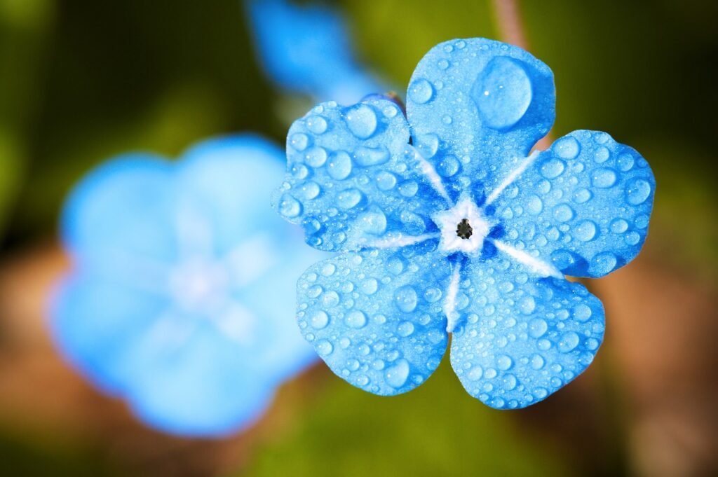 Pflanze blau Tau Die Bedeutung von Unkrautvlies und Türbeschlägen in der Garten- und Hausgestaltung