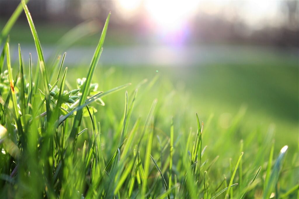 Garten Rasen Sonne Frühling Wie bringen Sie Struktur in Ihren Garten